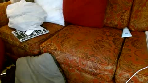 aCACiAs2022 online show from November 12, 11:16 am