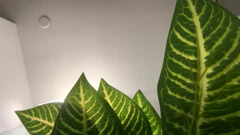 biggestdickyet online show from November 10, 4:17 am