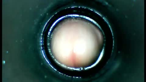 damdam44 online show from January 13, 4:51 pm