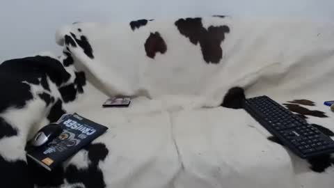 dan_jonson15 online show from November 27, 6:44 pm