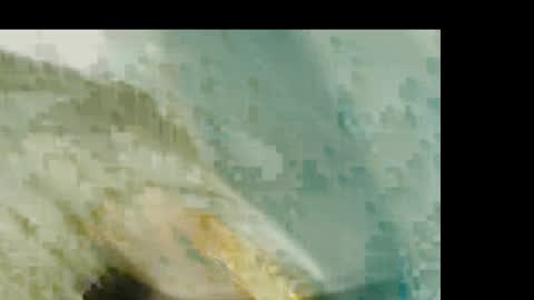 dandeb online show from January 19, 1:24 pm