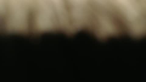 swiss kiss online show from March 1, 7:15 pm