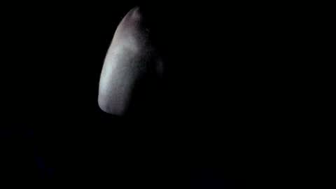 forestnymphpdx online show from October 24, 9:11 am