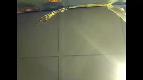 Warwick online show from October 18, 8:08 am