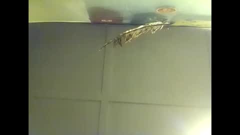 Warwick online show from October 16, 8:11 am