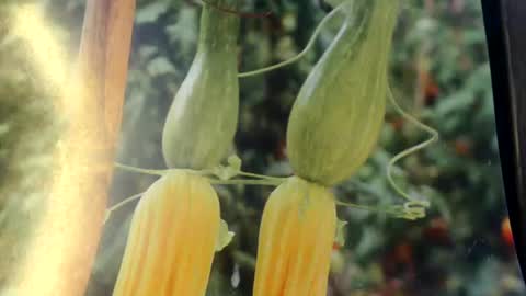 Helvell online show from June 22, 6:52 am