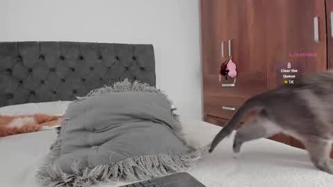 Will online show from November 22, 9:25 pm