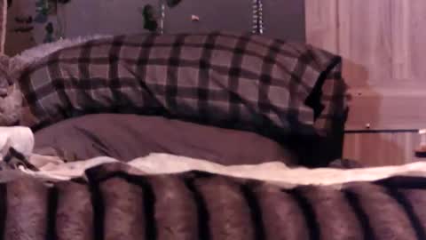 just_me636 online show from February 12, 3:01 am