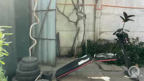 Felipe online show from February 19, 7:21 pm