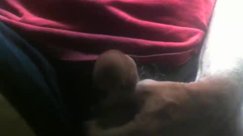 lunatica12 online show from February 10, 4:28 am