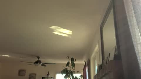 Monkee Dance online show from November 18, 9:17 pm