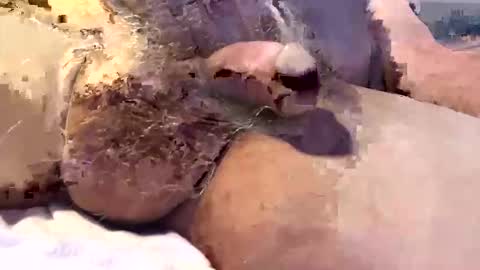 bighead mature oldcock love hairy pussy C2C married..hairy women more than welcome. Tips not required but appreciated online show from November 28, 3:47 pm