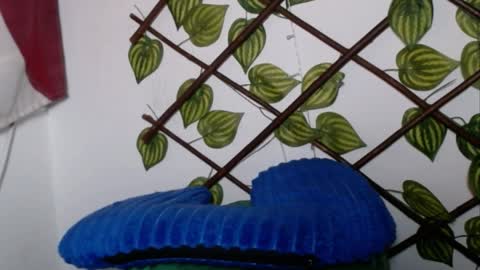 my negrito online show from April 12, 7:54 am