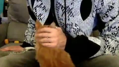 oggs48 online show from November 14, 2:40 pm