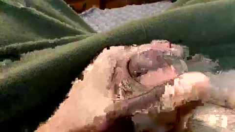 Super Soaker Oreo World online show from December 22, 10:15 pm