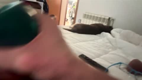 pjpp566883 online show from December 1, 12:41 pm