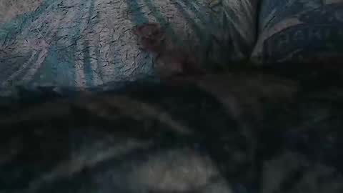 realrubpirate online show from April 11, 7:56 am