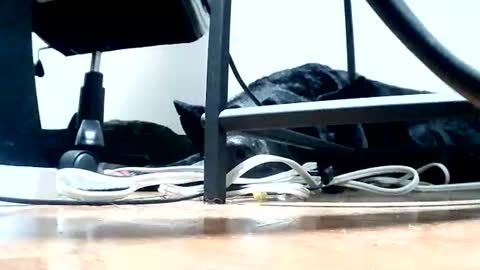 yourpersonalgeniusl online show from February 1, 2:16 pm