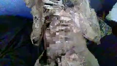 zom online show from February 4, 9:07 am