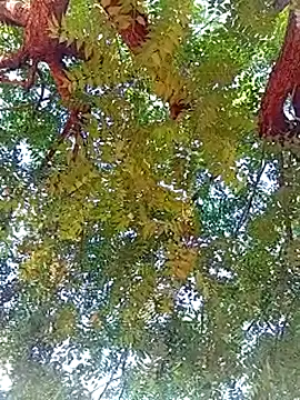 rau 4455 online show from November 5, 7:16 pm