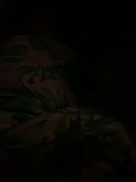 smithrosinha online show from February 11, 4:44 am