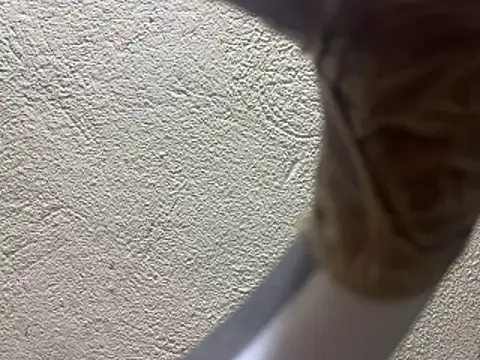 GaaTto online show from February 14, 1:00 am