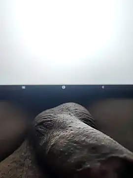 Snapshot of montero_3535 chatting on February 5, 8:14 pm montero 3535 online show from February 5, 8:14 pm