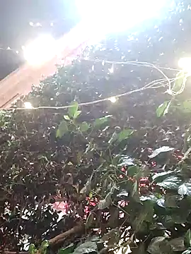 dannyD06969 online show from December 23, 3:01 pm