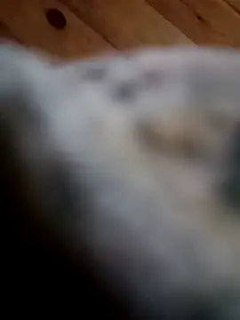 Arabian online show from February 11, 6:01 pm