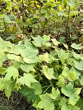 himvilohi08 online show from October 23, 11:46 am