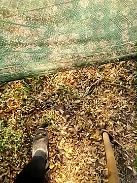 himvilohi08 online show from January 18, 4:03 am