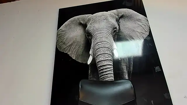 king falconer online show from October 29, 3:20 am