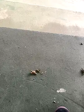 Exoticovergon online show from March 12, 12:57 pm