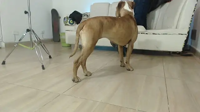 Thomasjons  online show from April 12, 2:37 am