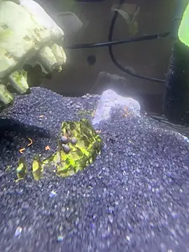 saumon3022 online show from February 8, 9:15 am