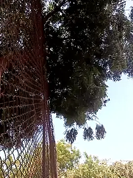 ipvk online show from April 4, 3:58 am