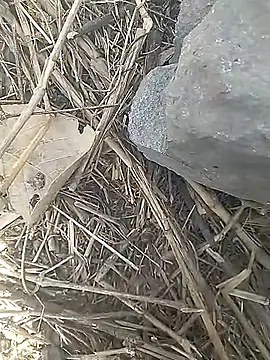 Cute Boy 4 online show from March 13, 10:01 am