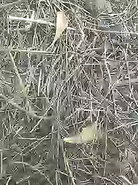 Cute Boy 4 online show from April 2, 7:27 am