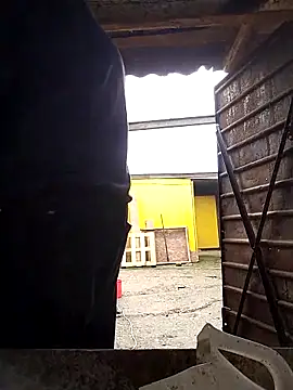 sarpe4 online show from December 1, 7:00 am