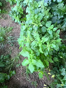 curcuro online show from February 27, 4:06 pm