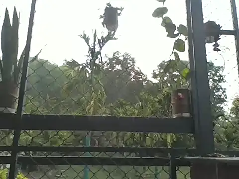 Indiaguy4u online show from March 23, 2:17 am